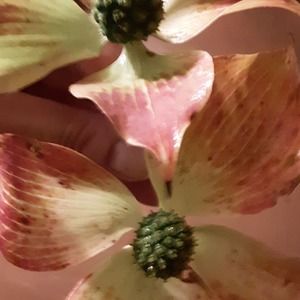 Meet your Posher, Jess